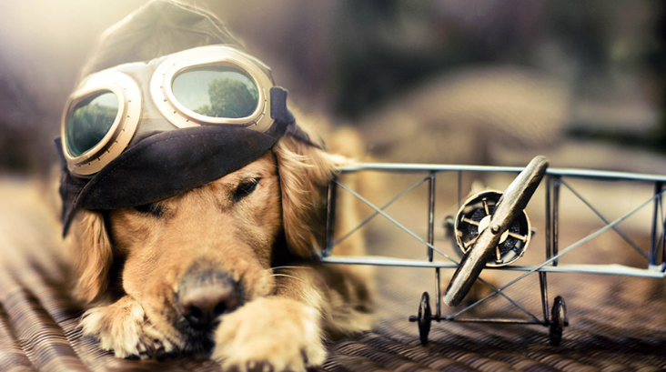 Comment voyager avec son animal de compagnie ?