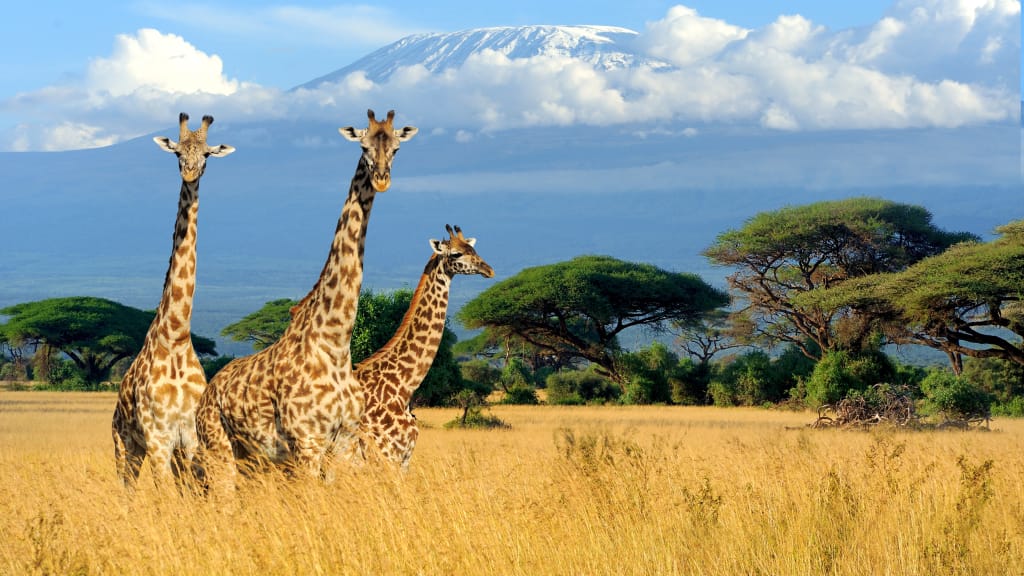 Pourquoi le Kenya devrait être votre prochaine destination de voyage touristique ?